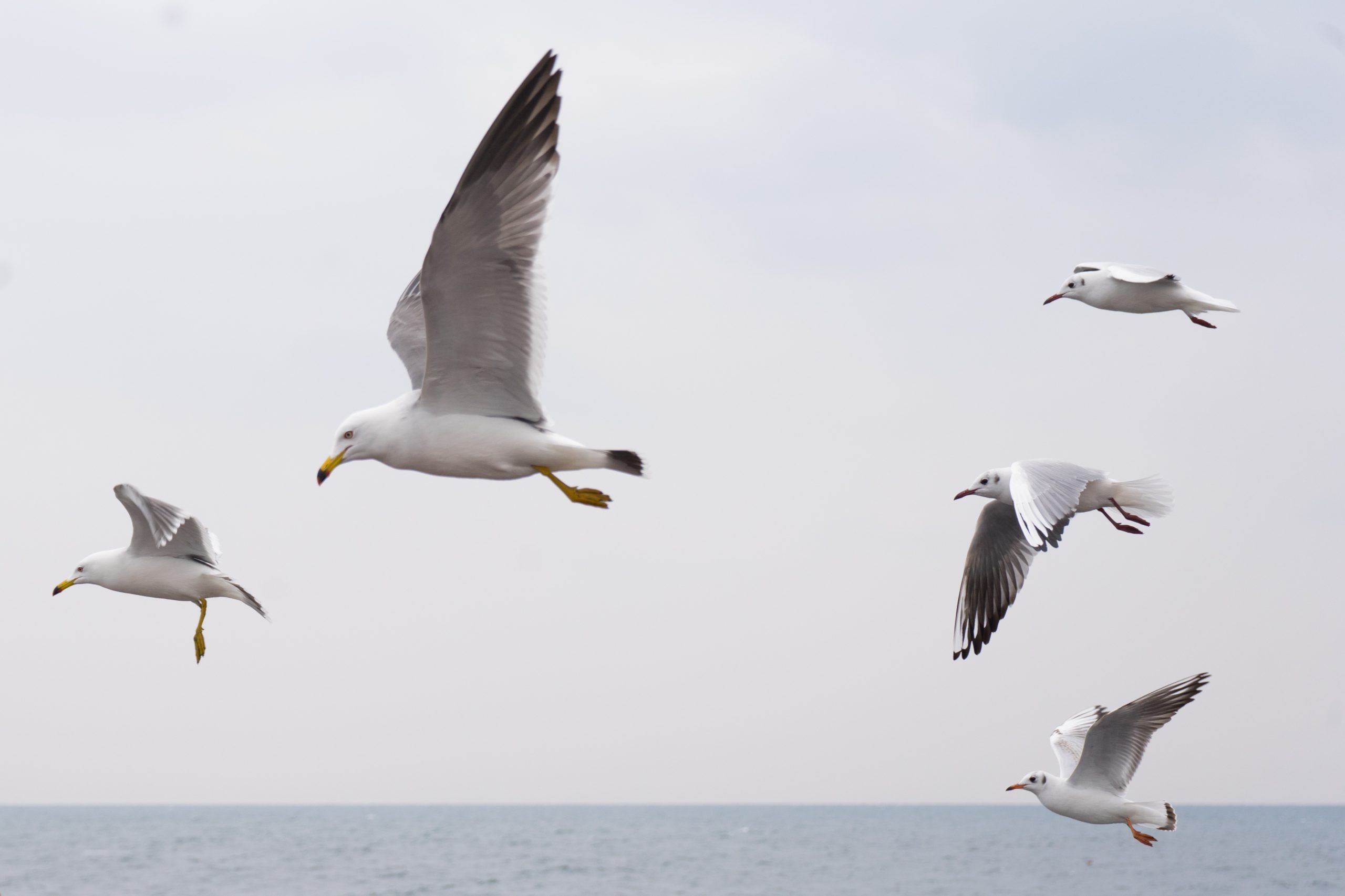 seagull-4026280